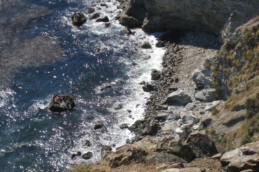 ../image/coast south of big sur sea lions.jpg